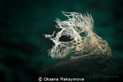 Nudibranch Melibe Colemani by Oksana Maksymova 